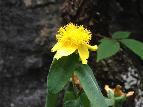 Golden St. John's-wort (Hypericum frondosum) yellow flower with a dense brush of stamens on a cliff