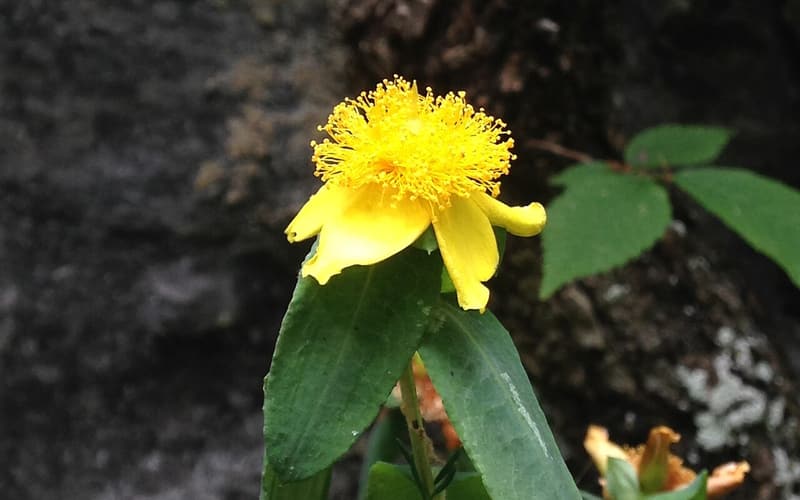 Golden St. John's-wort (Hypericum frondosum) yellow flower with a dense brush of stamens on a cliff