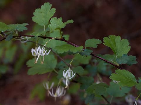 Granite gooseberry (Ribes curvatum) hanging white flowers with long stamens along an arching stem