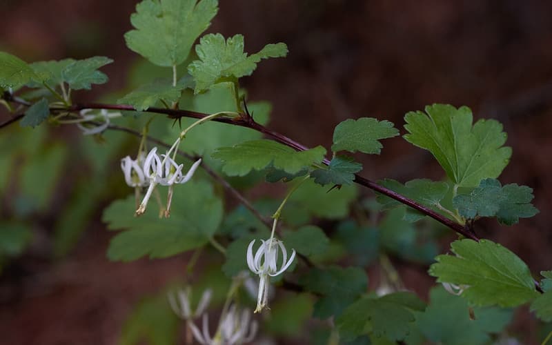Granite gooseberry (Ribes curvatum) hanging white flowers with long stamens along an arching stem