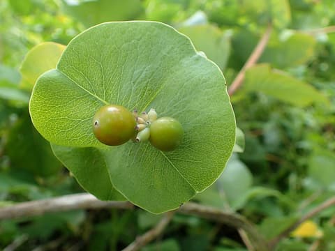 Grape honeysuckle (Lonicera reticulata) two green berries on a round disk of joined leaves