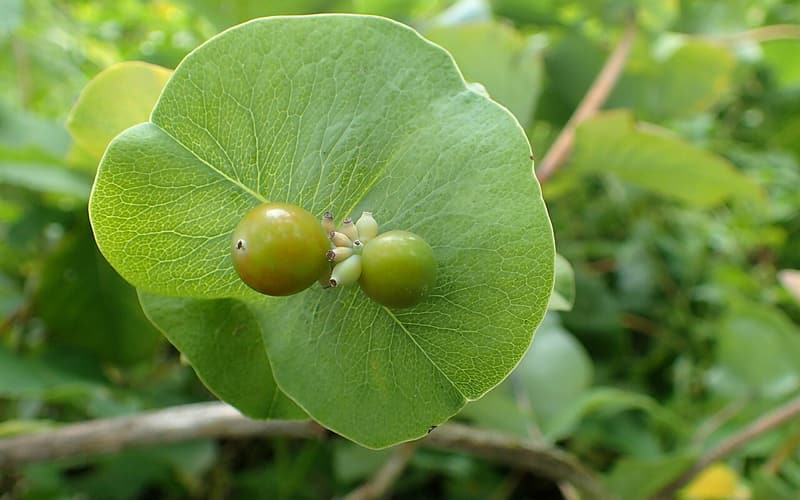 Grape honeysuckle (Lonicera reticulata) two green berries on a round disk of joined leaves