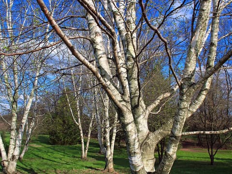 Gray birch (Betula populifolia) clump of chalky white trunks with dark marks below the branches