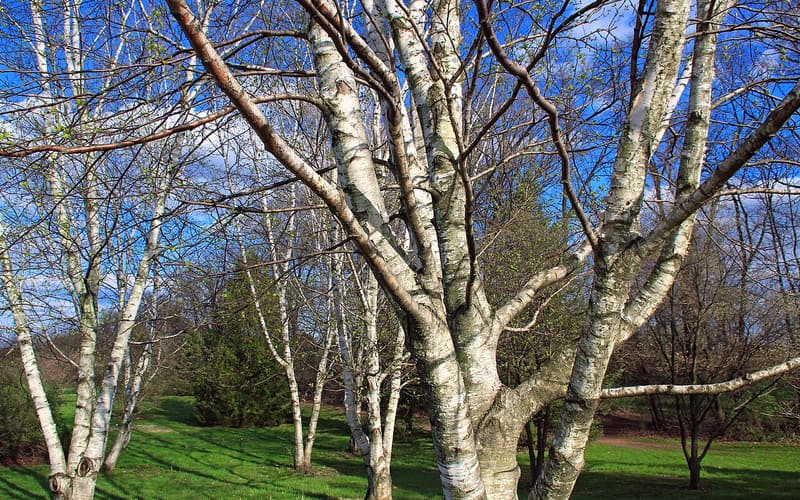 Gray birch (Betula populifolia) clump of chalky white trunks with dark marks below the branches