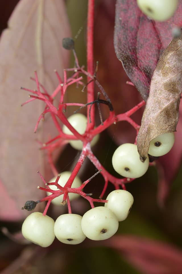 Gray dogwood (Cornus racemosa) fruit cluster in September, white berries on bright red stalks against red fall leaves