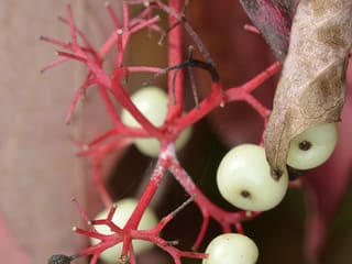 Gray dogwood (Cornus racemosa) fruit cluster in September, white berries on bright red stalks against red fall leaves
