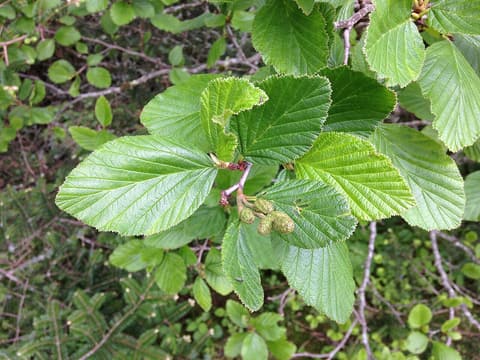 Green alder (Alnus viridis) finely toothed leaves and small young green cones on a branch