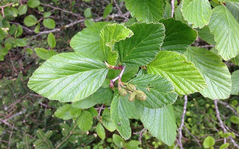 Green alder (Alnus viridis) finely toothed leaves and small young green cones on a branch