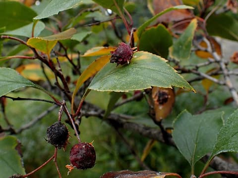 Green hawthorn (Crataegus viridis) dark red fall fruit among toothed, yellowing leaves