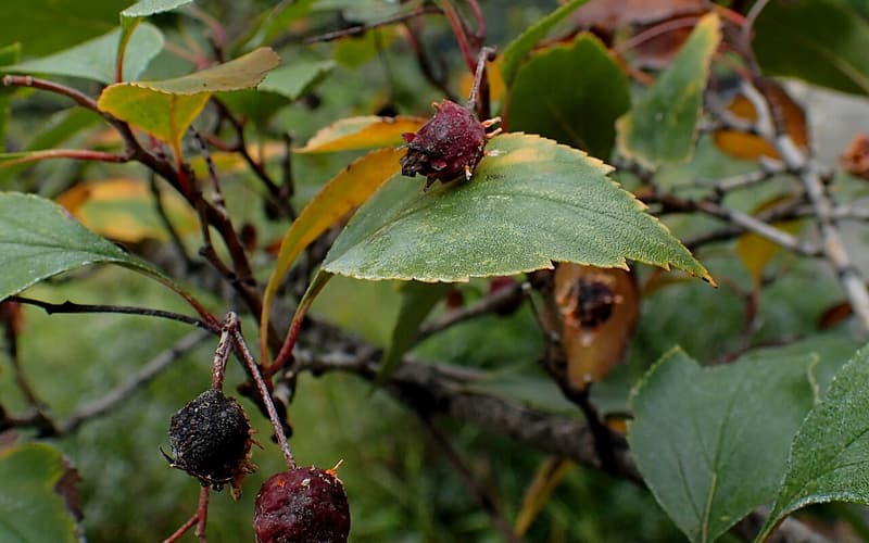 Green hawthorn (Crataegus viridis) dark red fall fruit among toothed, yellowing leaves