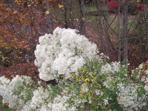 Groundsel Bush