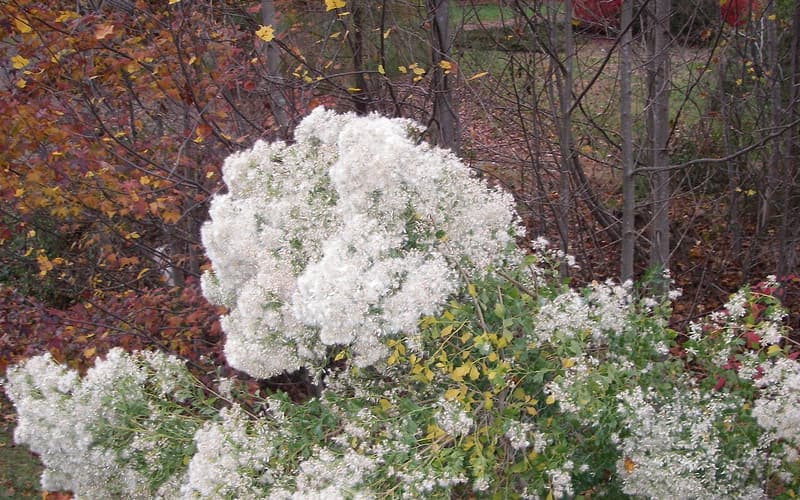 Groundsel bush (Baccharis halimifolia) female shrub covered in silvery-white fluffy seed heads in fall