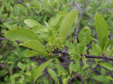 Gum bumelia (Sideroxylon lanuginosum) leathery leaves clustered on a dark twig with green flower buds