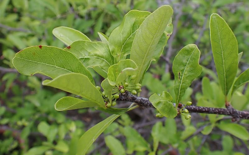 Gum bumelia (Sideroxylon lanuginosum) leathery leaves clustered on a dark twig with green flower buds