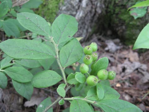 Hairy blueberry (Vaccinium hirsutum) leafy stem with a cluster of hairy green berries