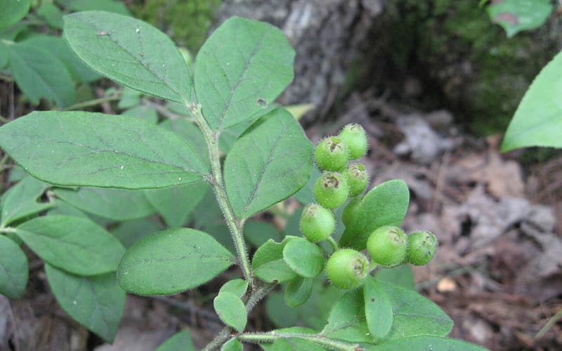 Hairy blueberry (Vaccinium hirsutum) leafy stem with a cluster of hairy green berries