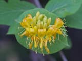 Hairy honeysuckle (Lonicera hirsuta) whorl of yellow flowers resting on a joined pair of leaves