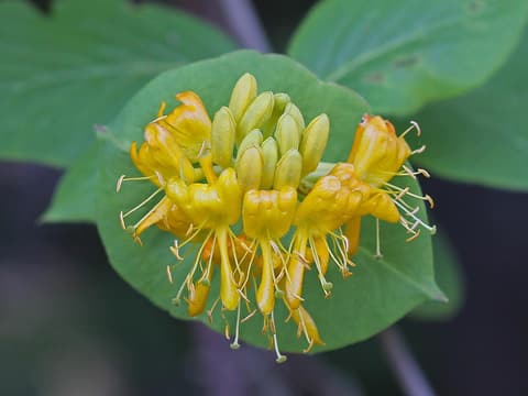 Hairy honeysuckle (Lonicera hirsuta) whorl of yellow flowers resting on a joined pair of leaves