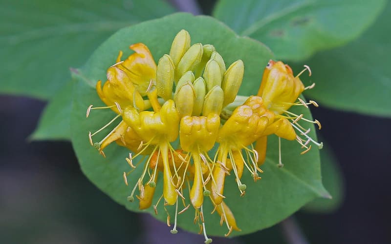Hairy honeysuckle (Lonicera hirsuta) whorl of yellow flowers resting on a joined pair of leaves