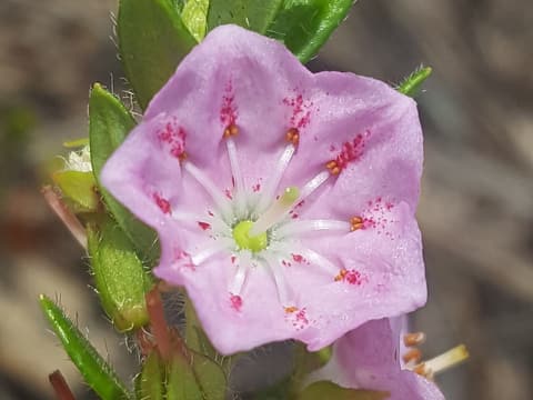 Hairy laurel (Kalmia hirsuta) pink saucer flower with red spots among bristly leaves