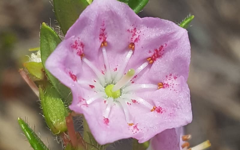 Hairy laurel (Kalmia hirsuta) pink saucer flower with red spots among bristly leaves