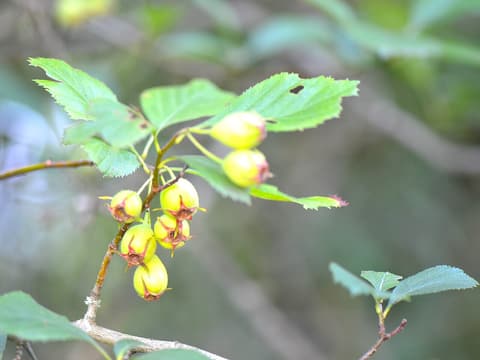 Harbison's hawthorn (Crataegus harbisonii) toothed leaves and clusters of unripe yellow-green haws