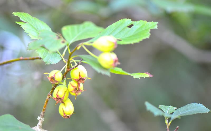 Harbison's hawthorn (Crataegus harbisonii) toothed leaves and clusters of unripe yellow-green haws
