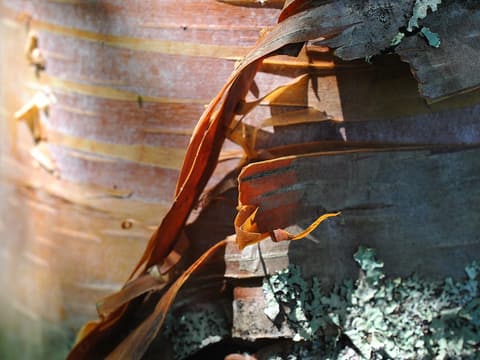 Heartleaf paper birch (Betula cordifolia) bark peeling in thin coppery pink and bronze sheets