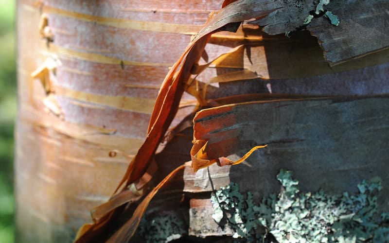 Heartleaf paper birch (Betula cordifolia) bark peeling in thin coppery pink and bronze sheets