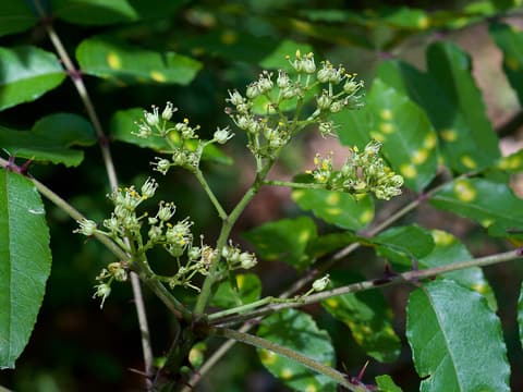Hercules' club (Zanthoxylum clava-herculis) branched clusters of small flower buds above glossy leaflets