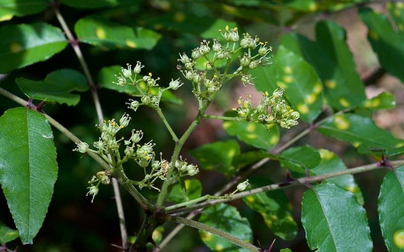 Hercules' club (Zanthoxylum clava-herculis) branched clusters of small flower buds above glossy leaflets