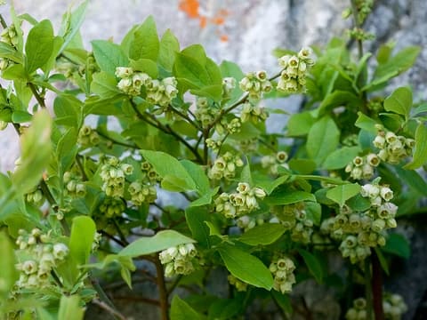 Hillside blueberry (Vaccinium pallidum) clusters of greenish white bell flowers among leaves on a rock ledge