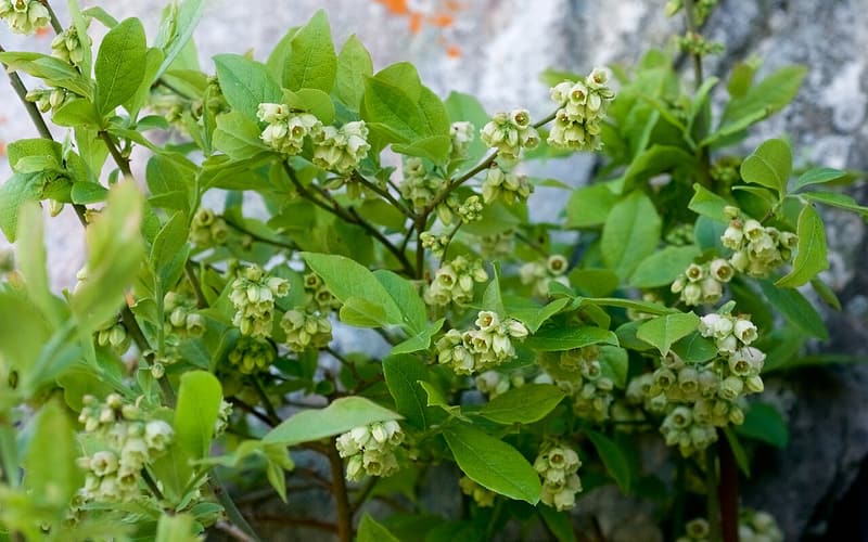 Hillside blueberry (Vaccinium pallidum) clusters of greenish white bell flowers among leaves on a rock ledge