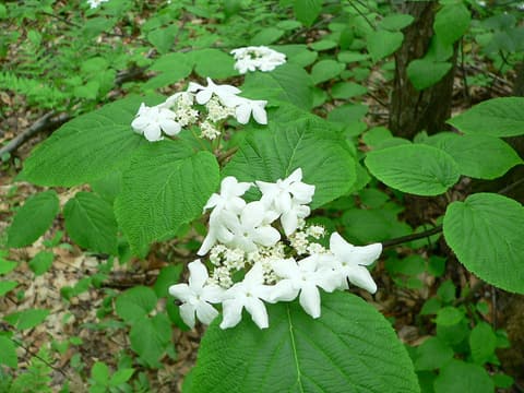Hobblebush (Viburnum lantanoides) white lacecap flower heads among broad heart-shaped leaves