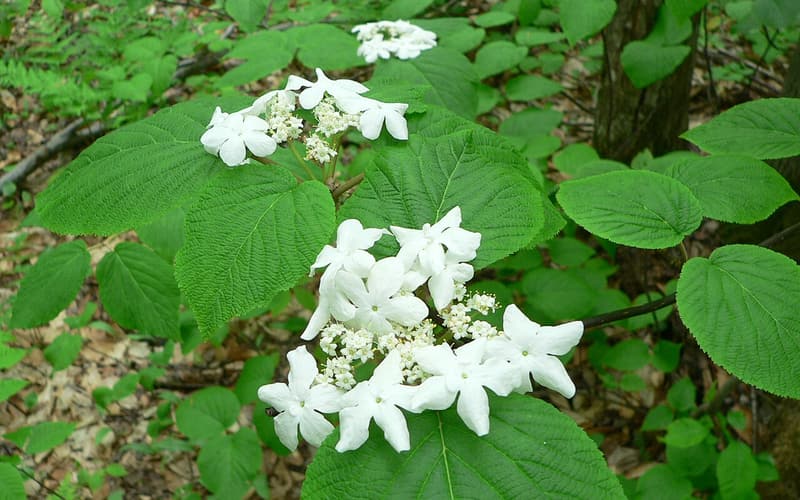 Hobblebush (Viburnum lantanoides) white lacecap flower heads among broad heart-shaped leaves