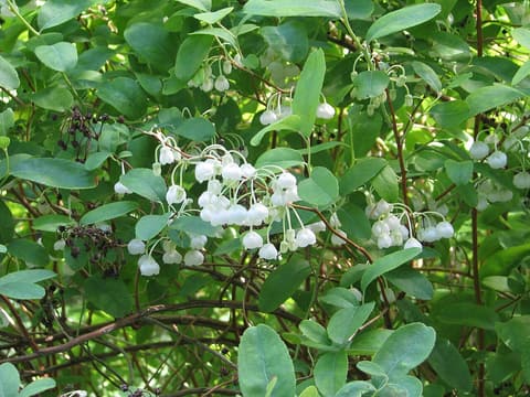 Honeycup (Zenobia pulverulenta) clusters of hanging white bell flowers among green leaves