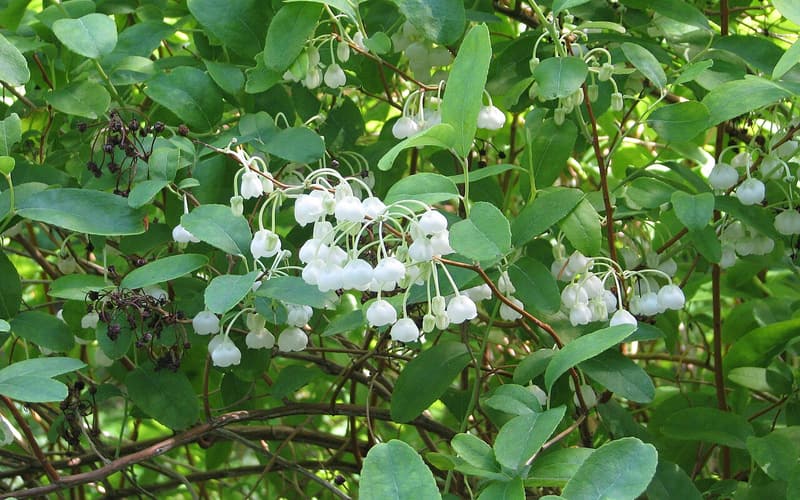 Honeycup (Zenobia pulverulenta) clusters of hanging white bell flowers among green leaves