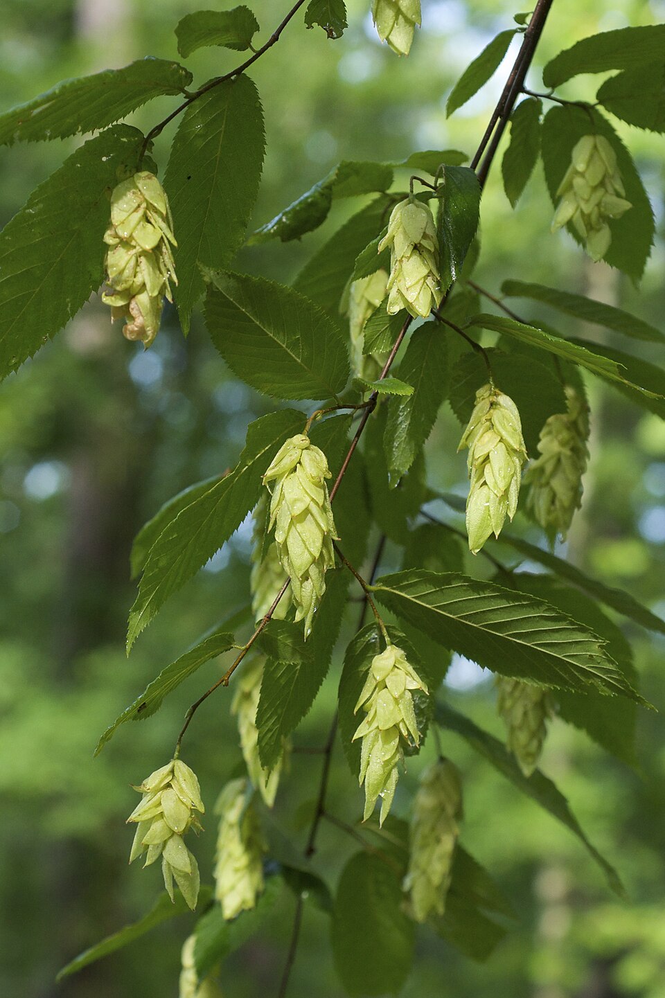 Hop Hornbeam (Ostrya virginiana)