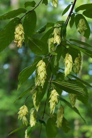 Hop hornbeam (Ostrya virginiana) papery, hop-like fruit clusters among the leaves