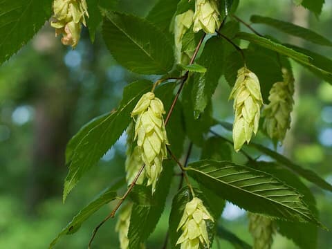 Hop hornbeam (Ostrya virginiana) papery, hop-like fruit clusters among the leaves