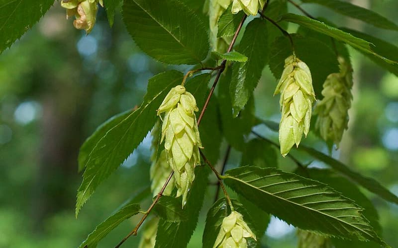 Hop hornbeam (Ostrya virginiana) papery, hop-like fruit clusters among the leaves
