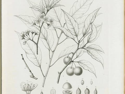Hortulan plum (Prunus hortulana) botanical plate of flowering and fruiting branches with plums