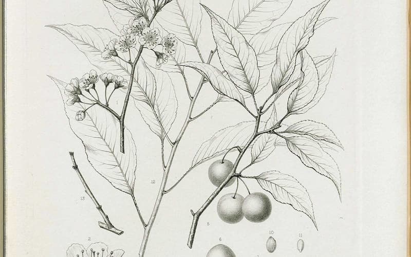 Hortulan plum (Prunus hortulana) botanical plate of flowering and fruiting branches with plums