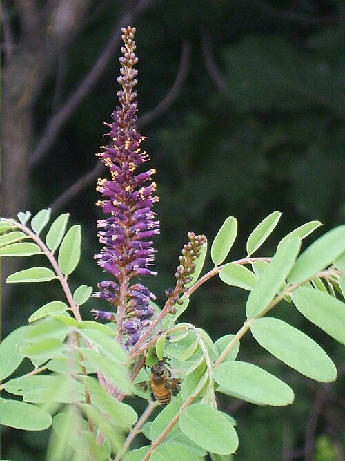 Indigobush (False Indigo) (Amorpha fruticosa)