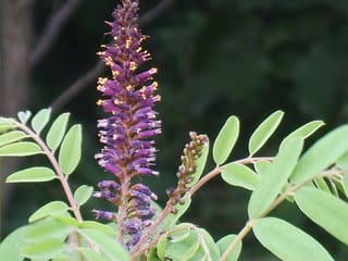 Indigobush (Amorpha fruticosa) purple flower spike with orange anthers above pinnate leaves