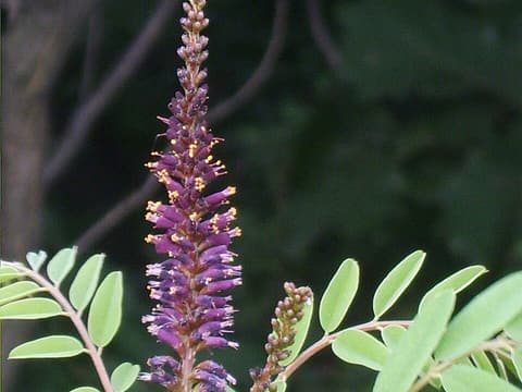 Indigobush (Amorpha fruticosa) purple flower spike with orange anthers above pinnate leaves
