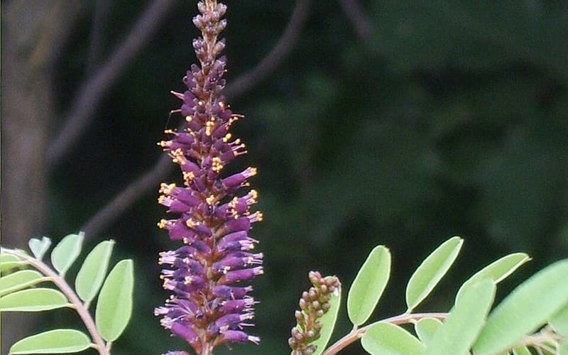 Indigobush (Amorpha fruticosa) purple flower spike with orange anthers above pinnate leaves