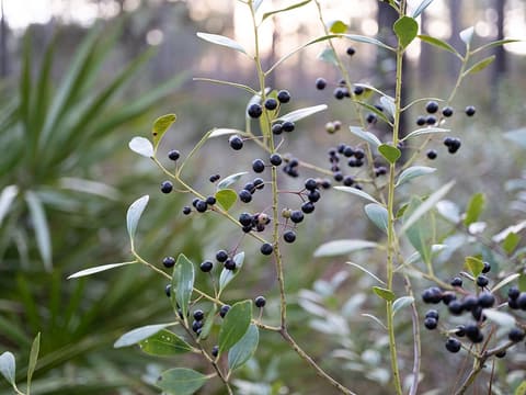 Inkberry (Ilex glabra) slender stems hung with glossy black berries among narrow evergreen leaves