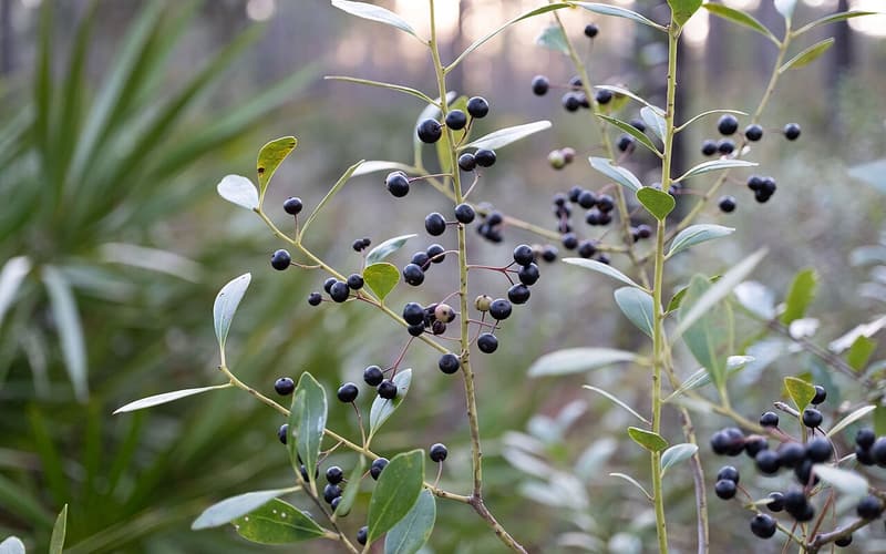 Inkberry (Ilex glabra) slender stems hung with glossy black berries among narrow evergreen leaves