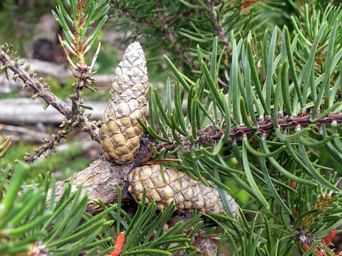Jack pine (Pinus banksiana) two curved, sealed cones on a branch of short, twisted needles